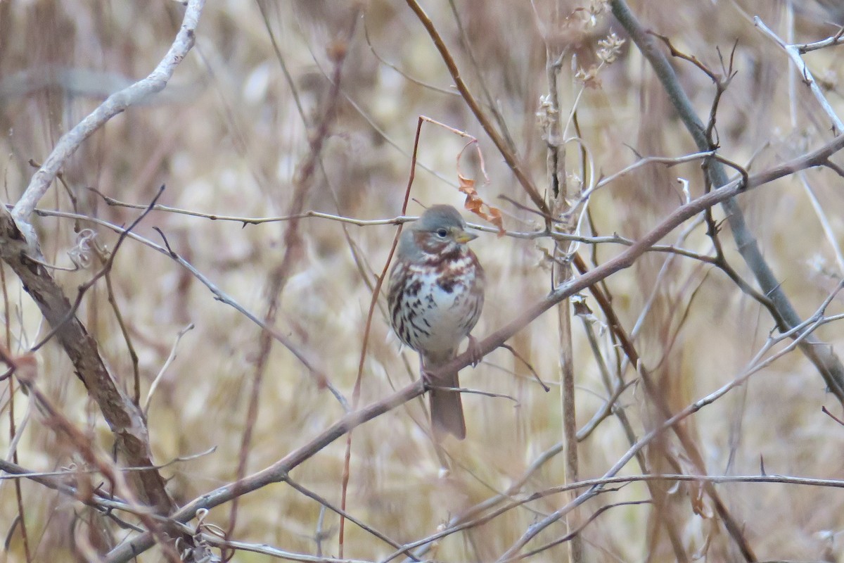 Fox Sparrow - ML362766241