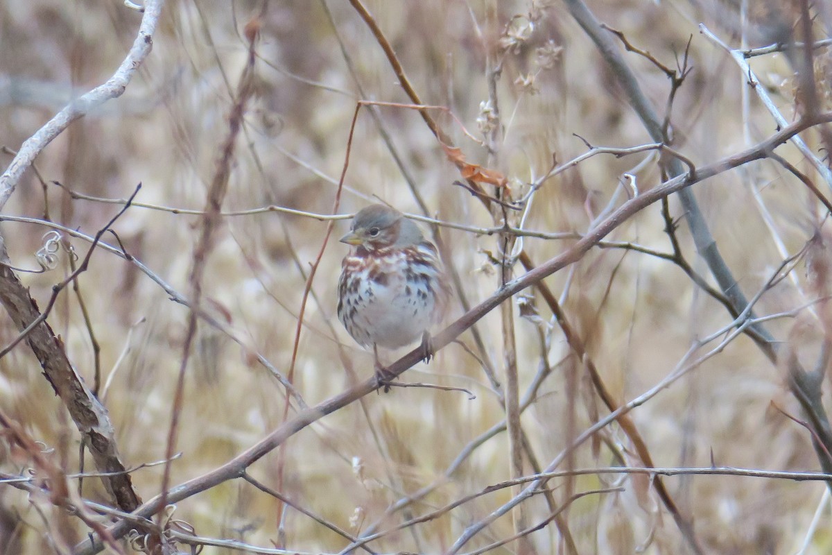 Fox Sparrow - ML362766261