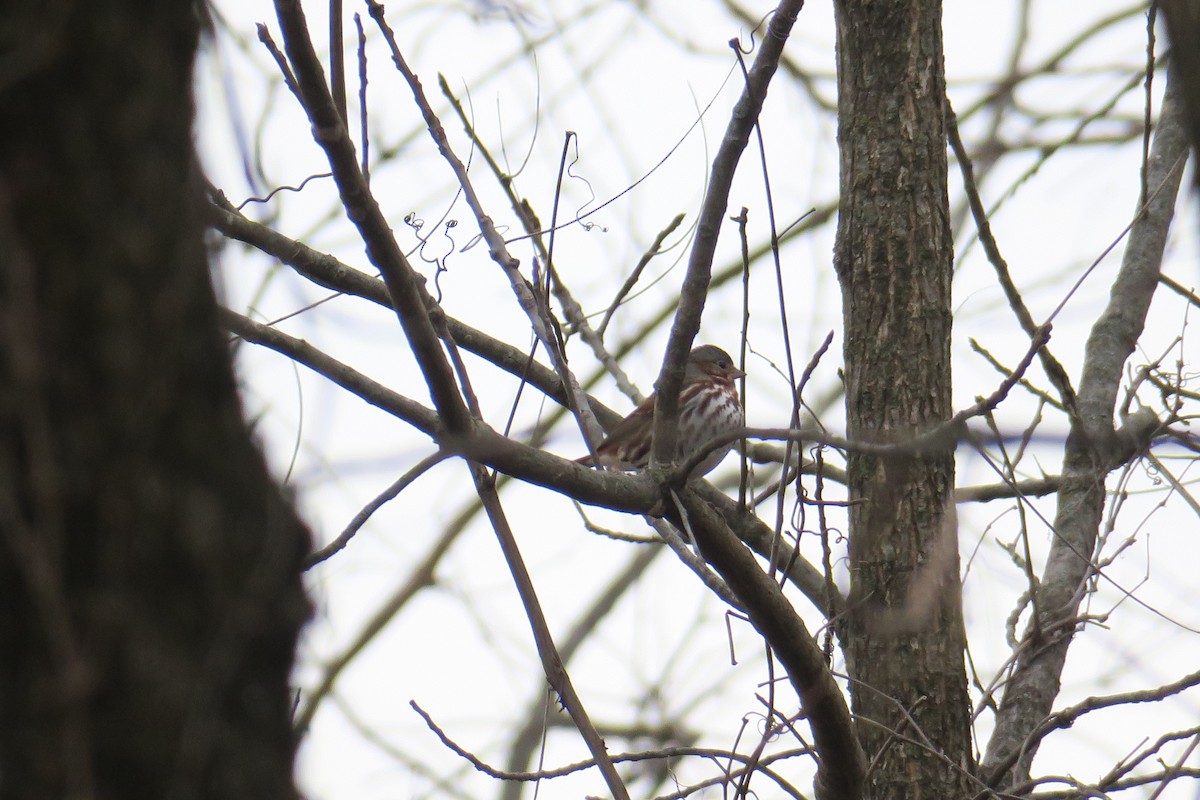 Fox Sparrow - ML362766271