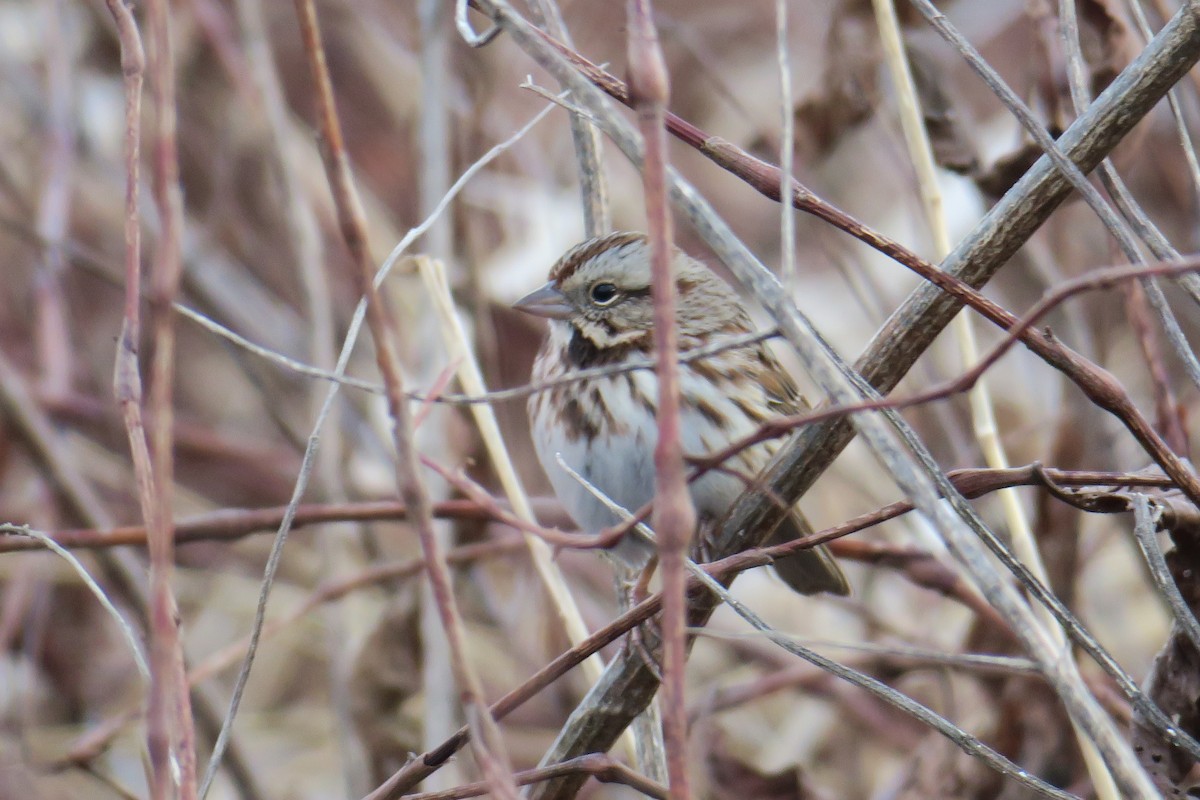 Song Sparrow - Rishi Palit