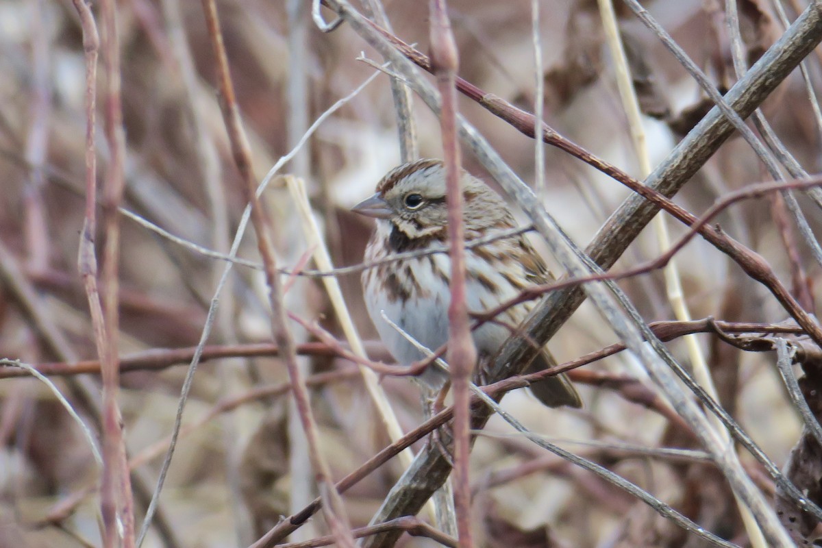 Song Sparrow - ML362766291