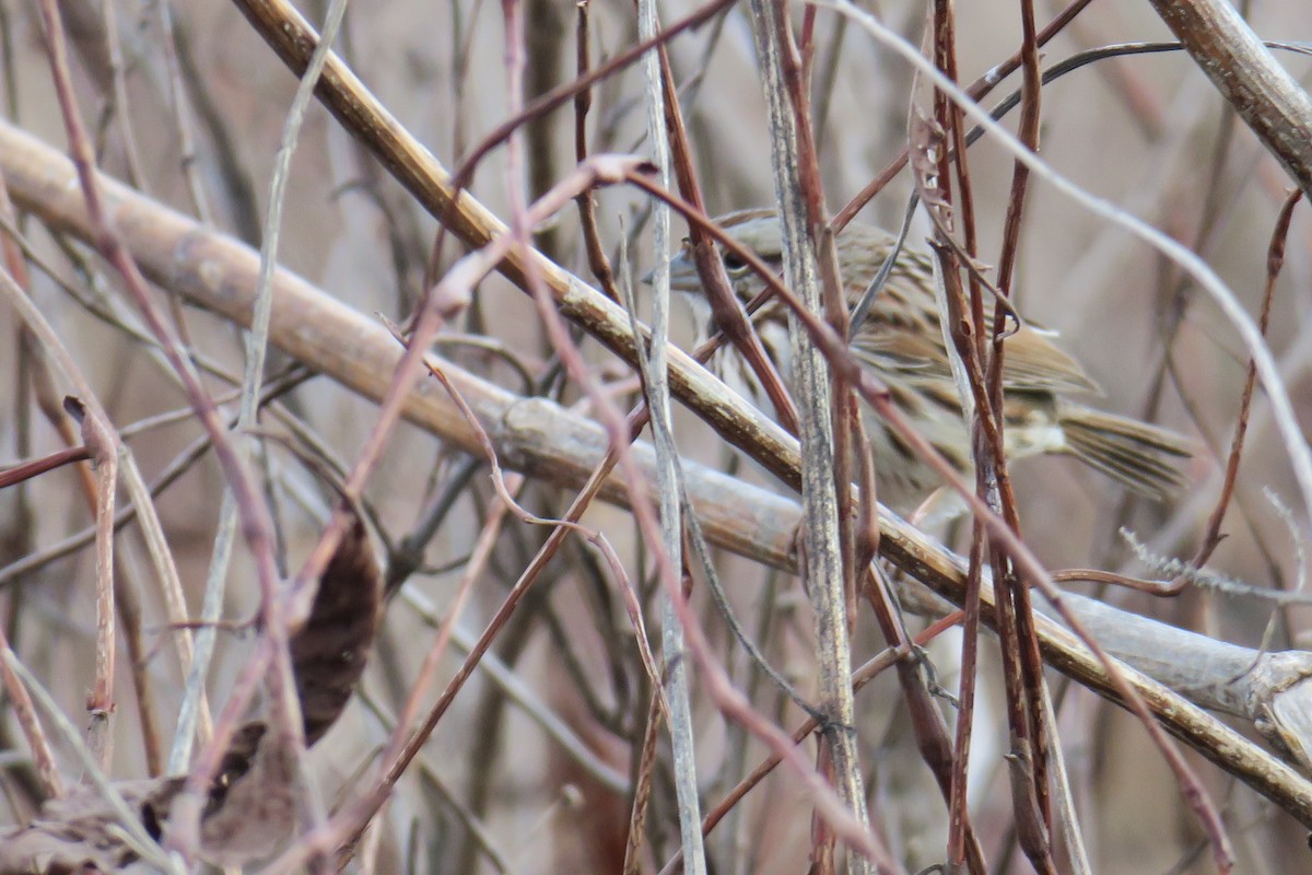 Song Sparrow - ML362766301