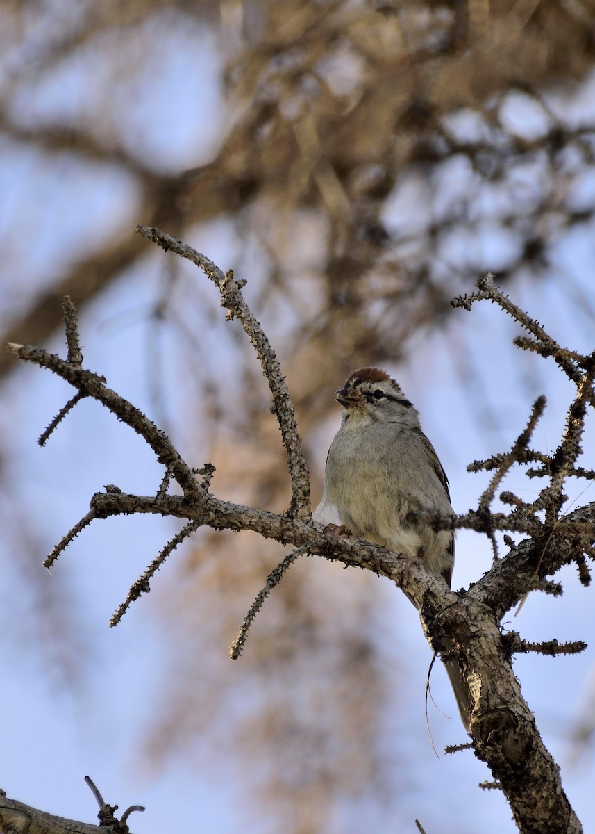 Chipping Sparrow - ML36276841