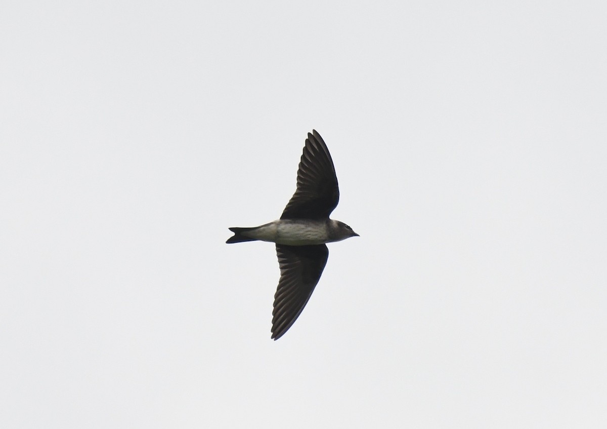 Purple Martin - Peter Paul