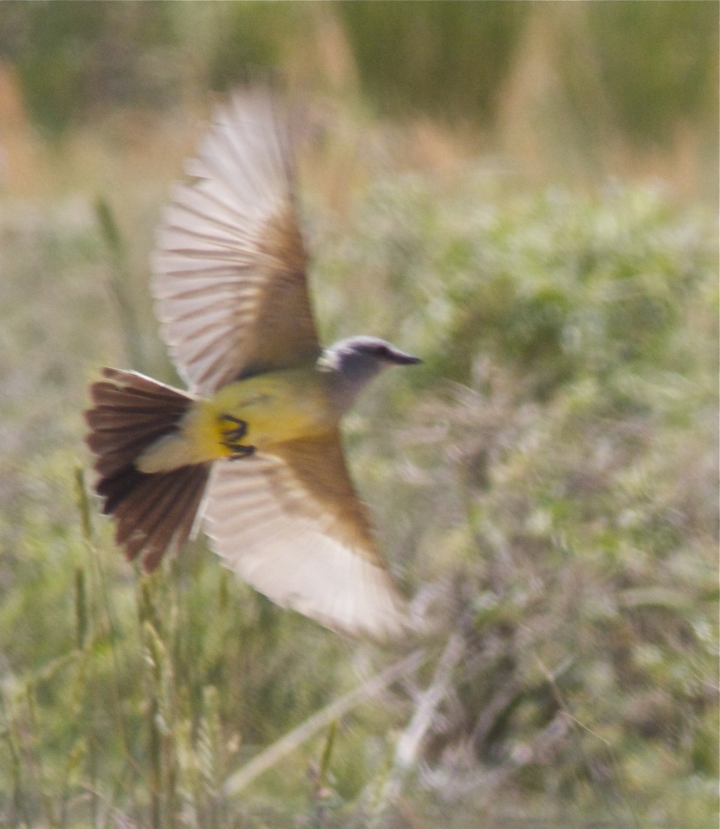 Western Kingbird - Dave Czaplak