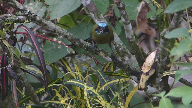 Kızılca Motmot - ML362771451