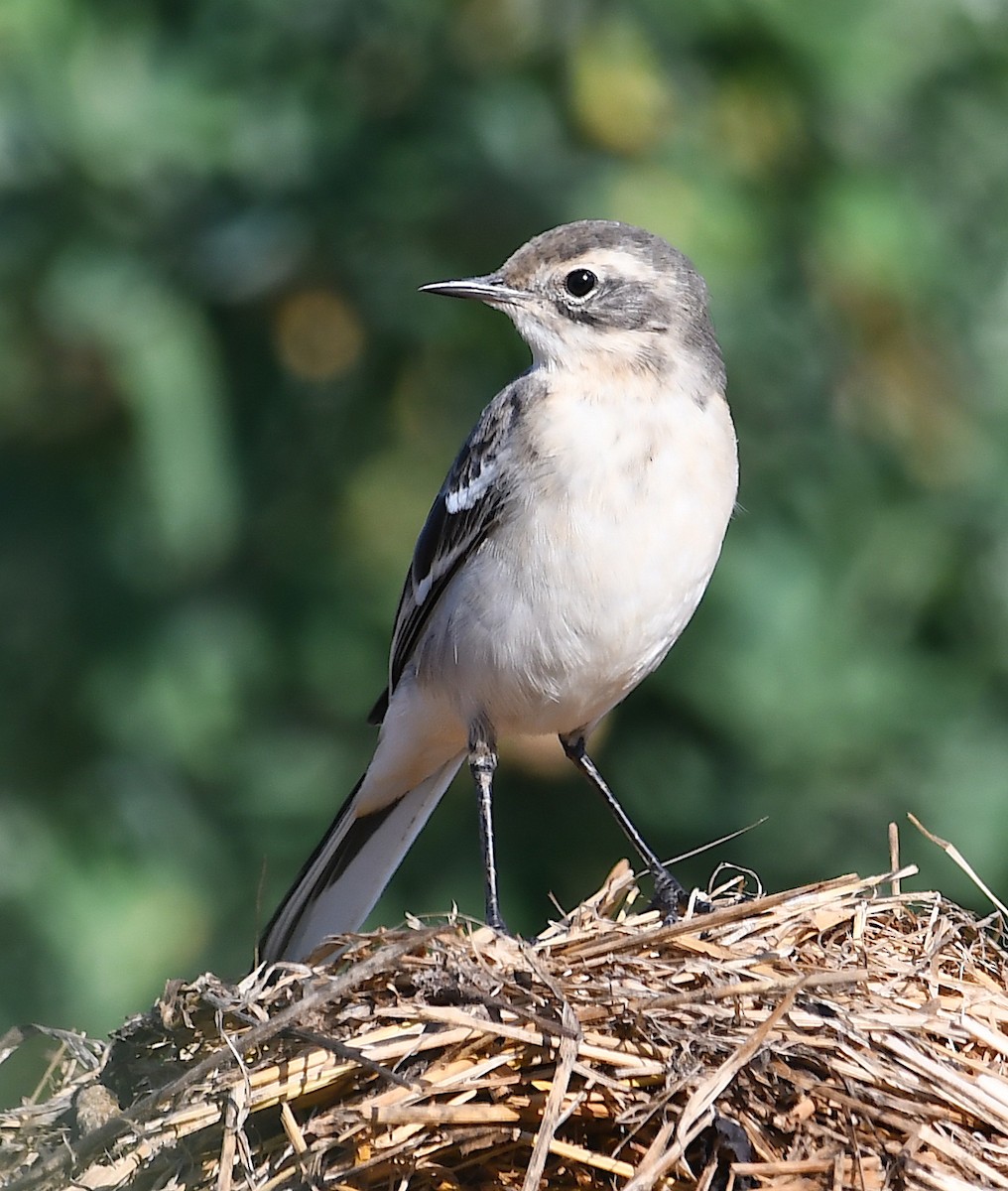 Citrine Wagtail - ML362772901