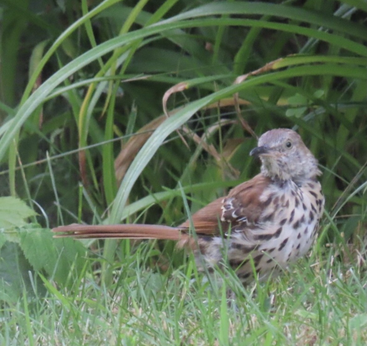 Brown Thrasher - ML362772921