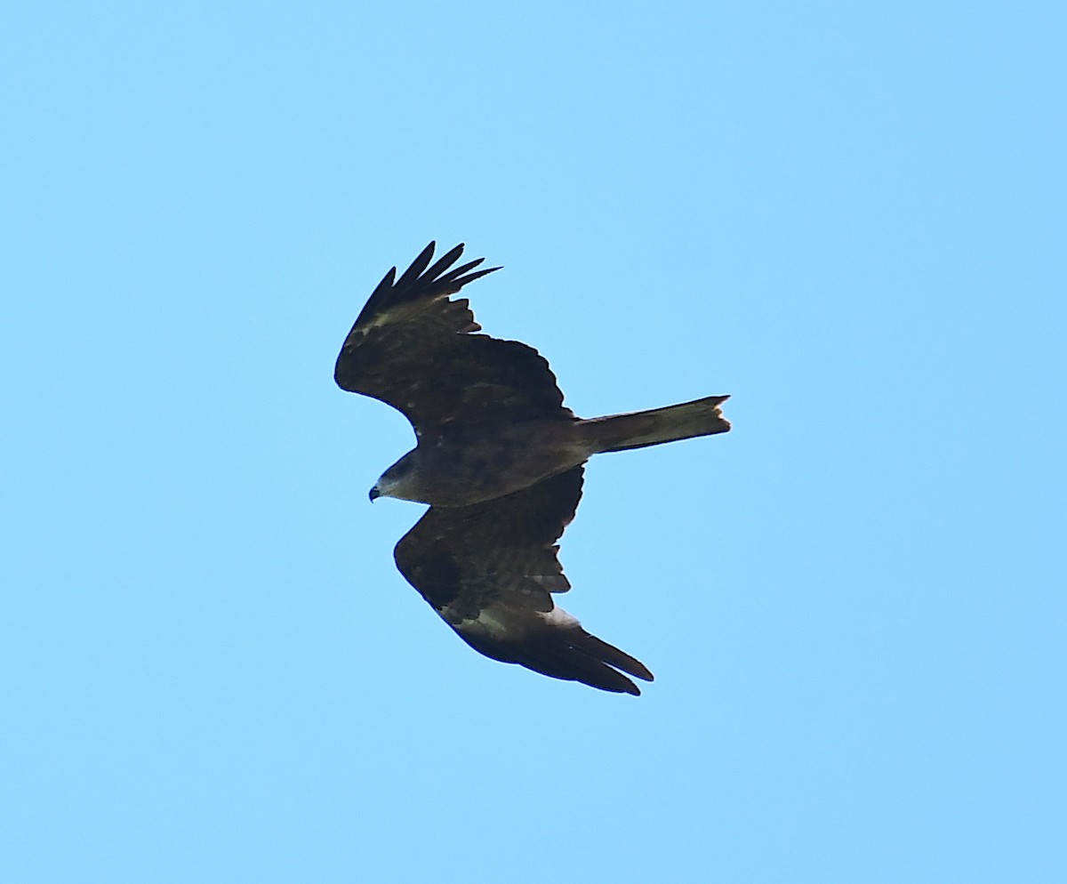 Black Kite - ML362773101