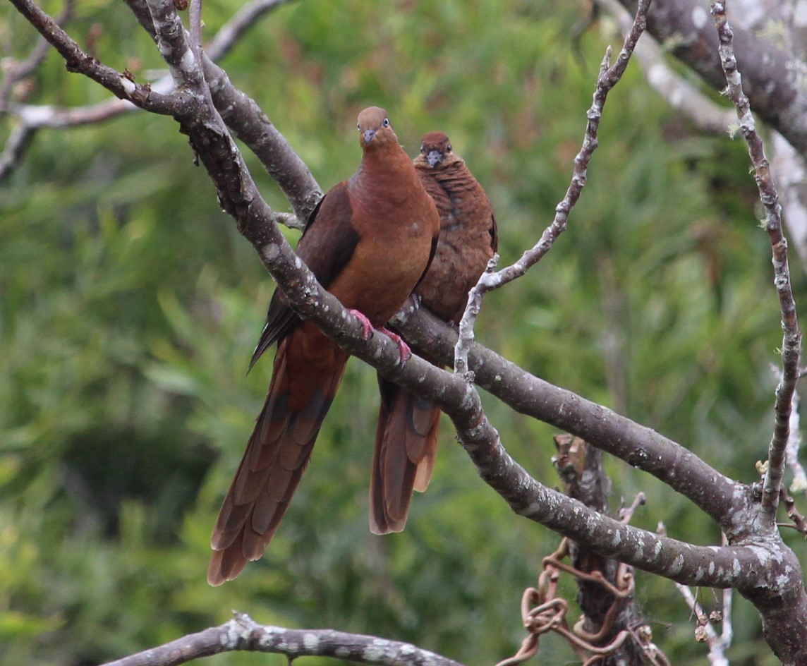 Brown Cuckoo-Dove - Jan and Larry Martin