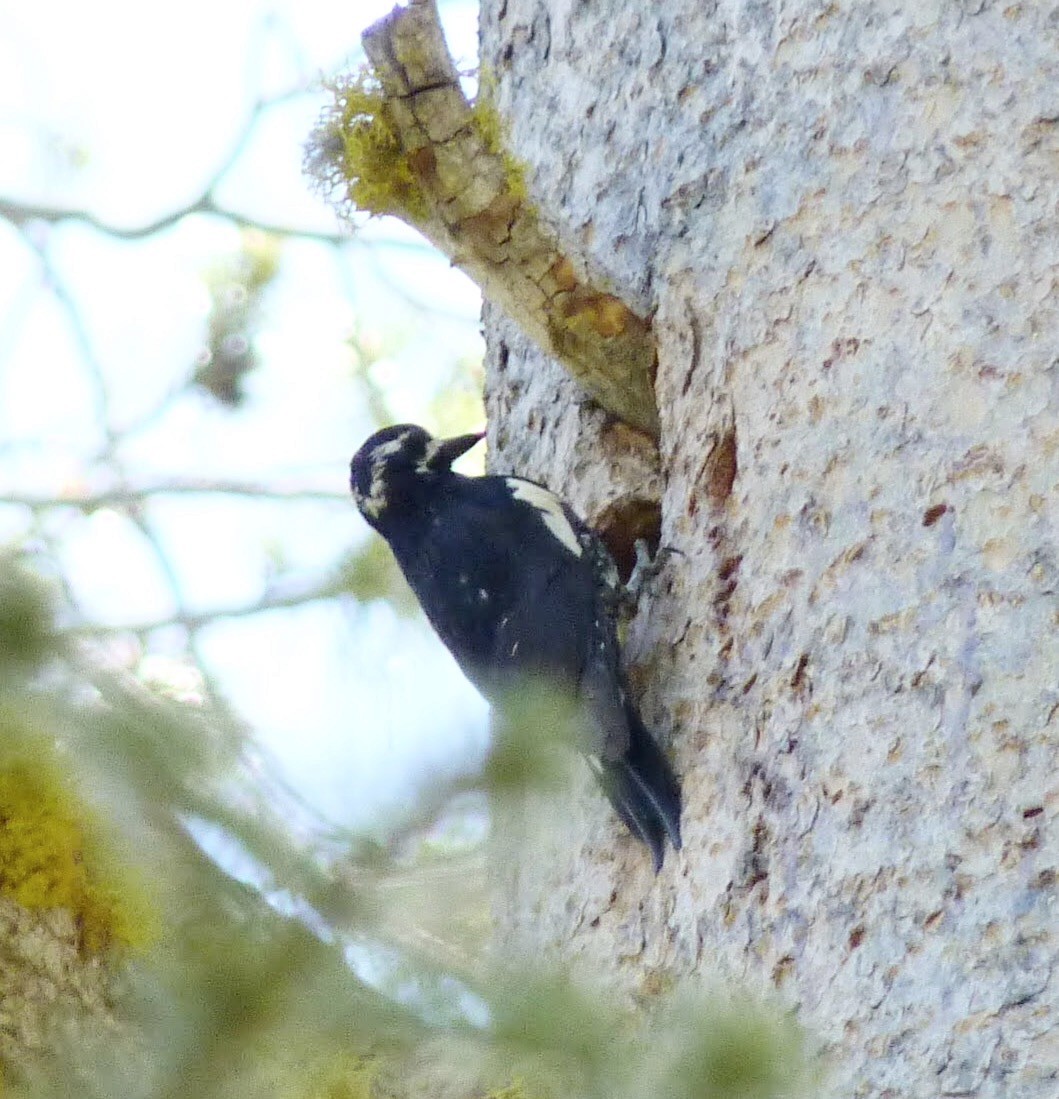 Williamson's Sapsucker - ML362775431