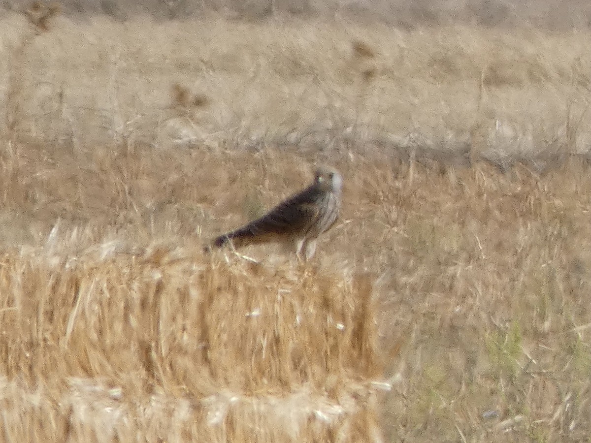 Lesser Kestrel - ML362775591