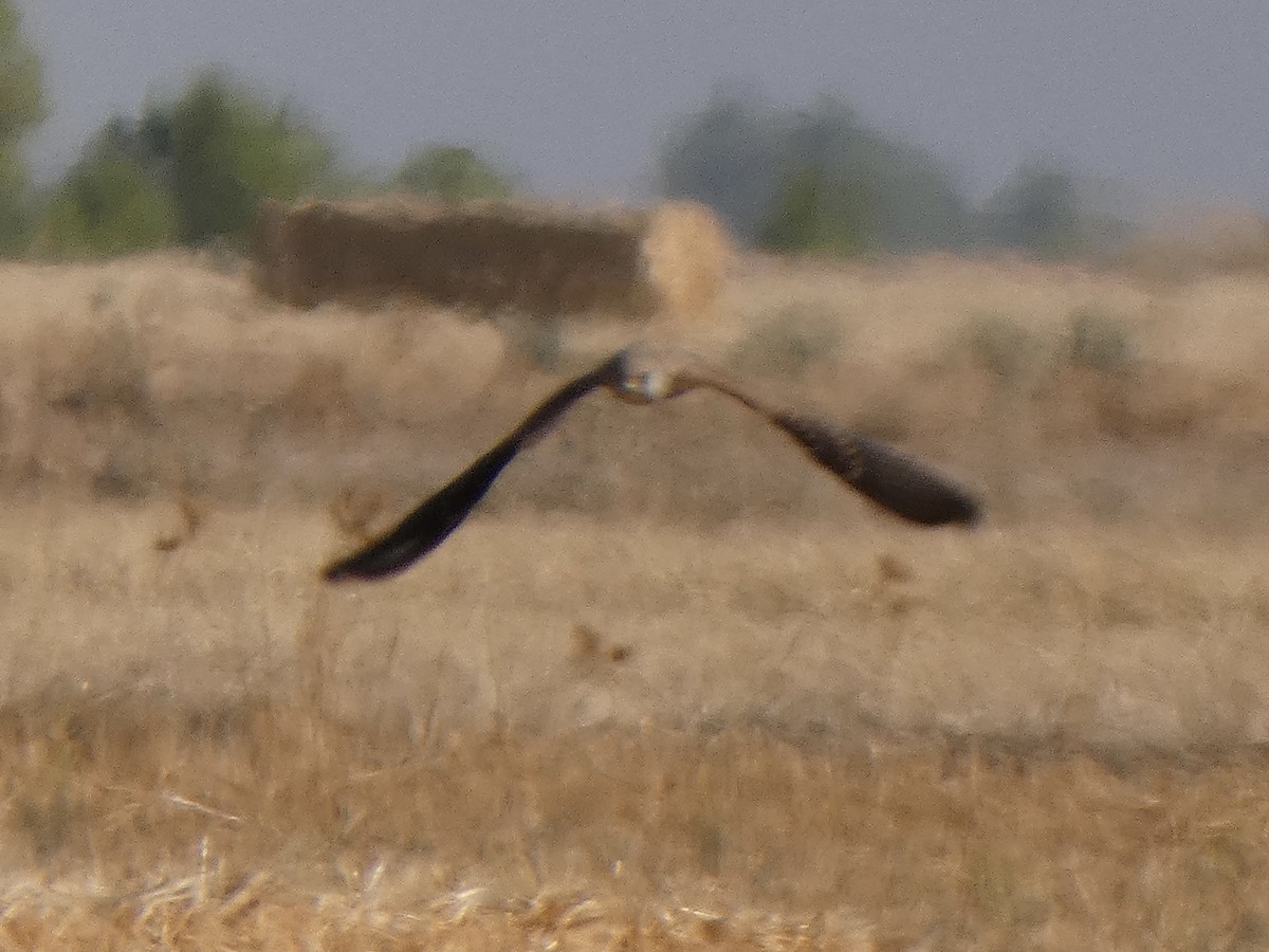 Lesser Kestrel - ML362775621