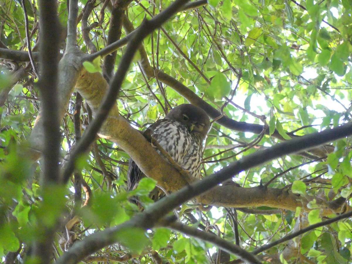 Barking Owl - ML362775811