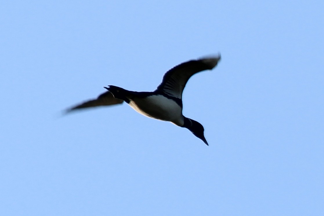 Common Loon - ML362777131