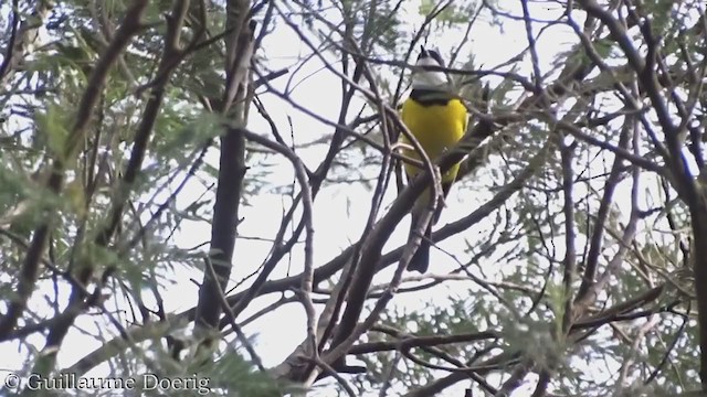 Golden Whistler - ML362778291