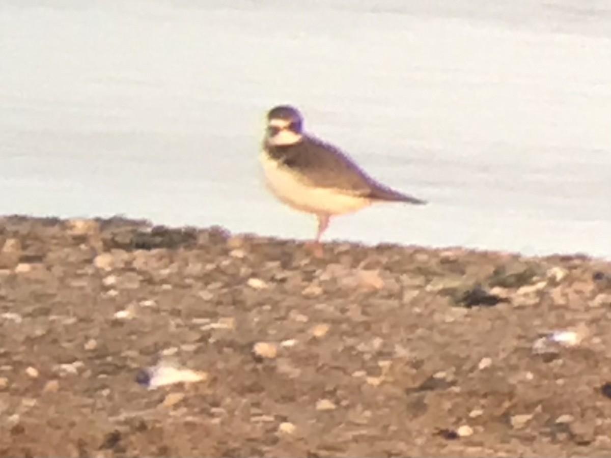 Semipalmated Plover - ML362778551