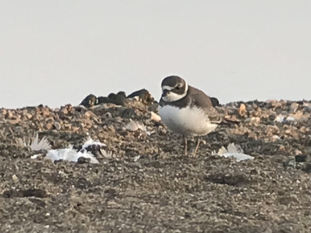 Semipalmated Plover - mike hatfield