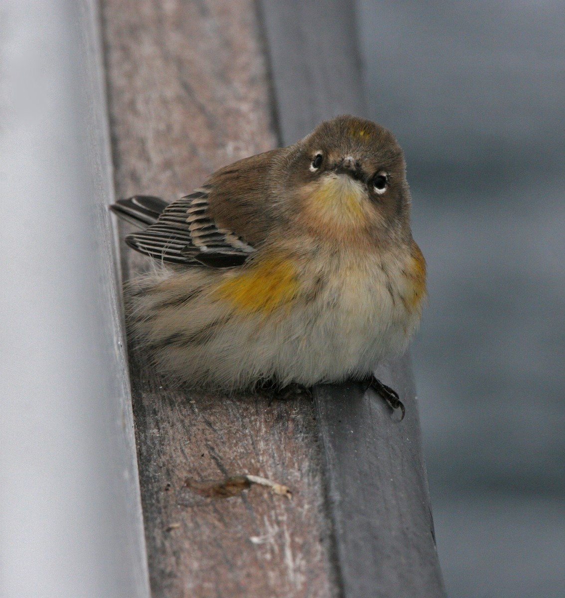 Kronenwaldsänger (Audubonwaldsänger) - ML362778731