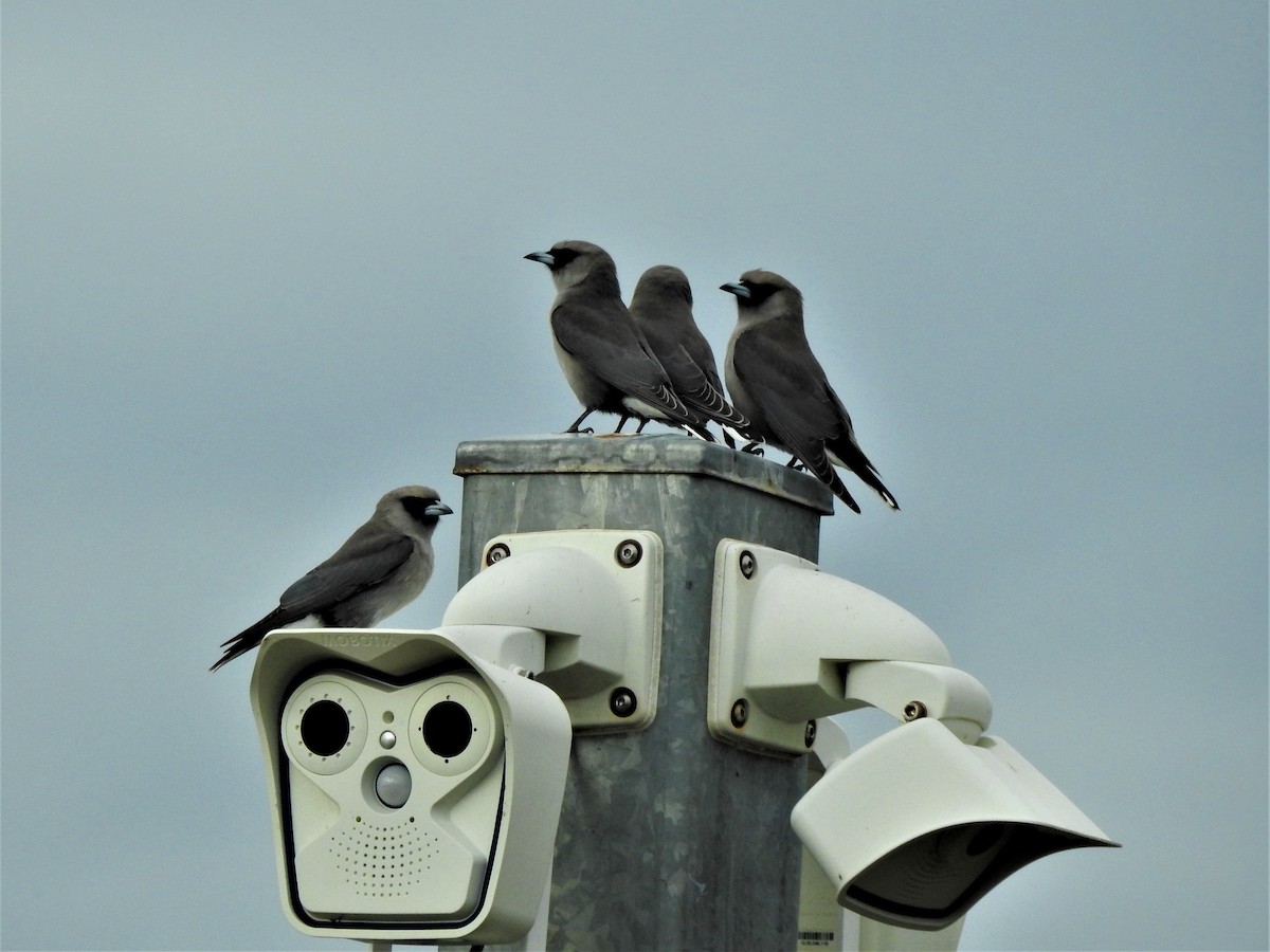 Black-faced Woodswallow - ML362779581