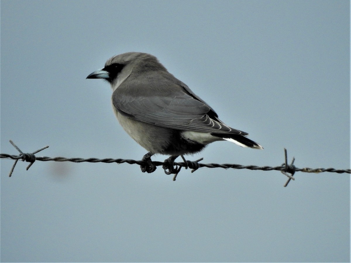 Black-faced Woodswallow - ML362779631