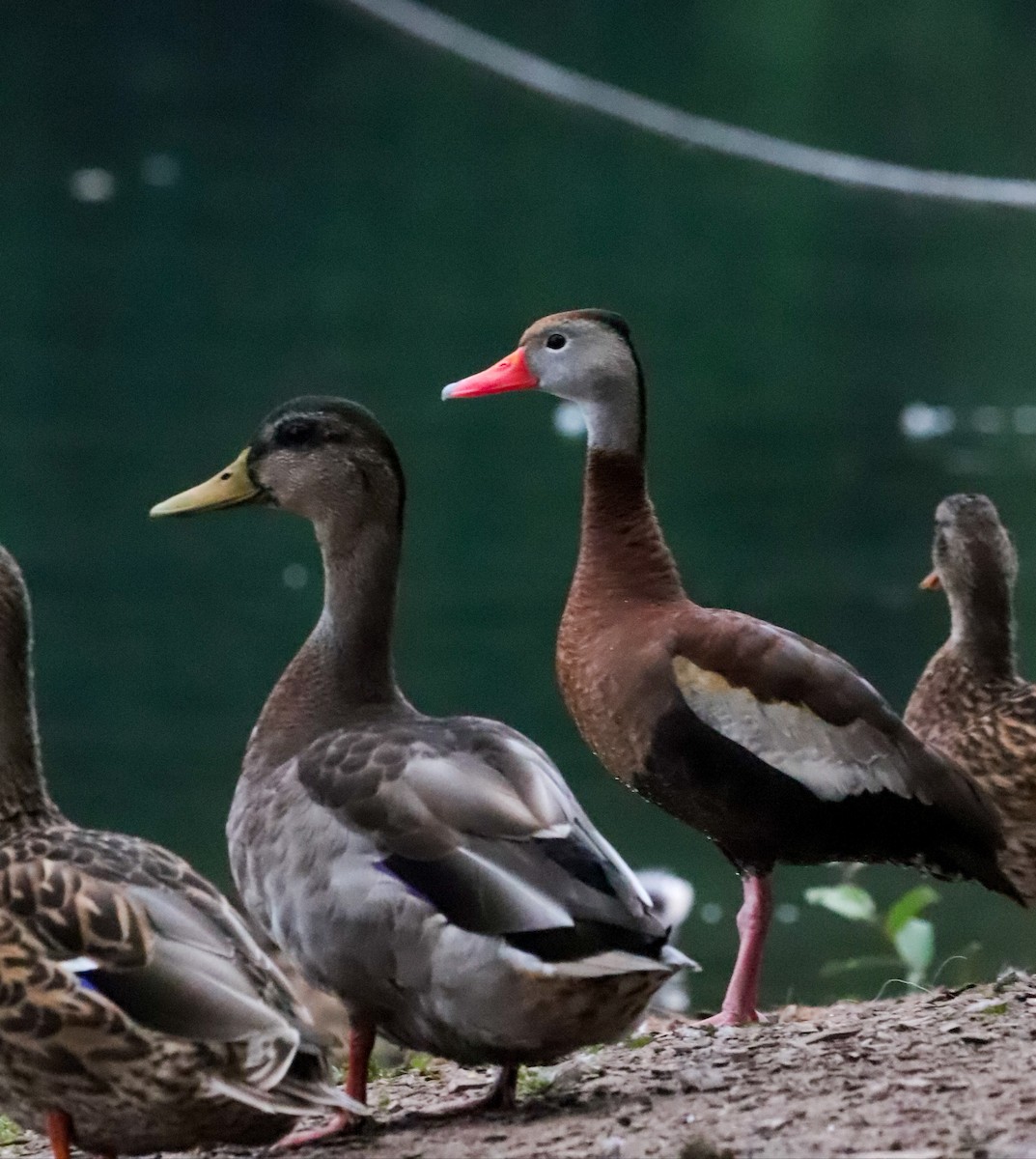 Black-bellied Whistling-Duck - Lisa Bacon