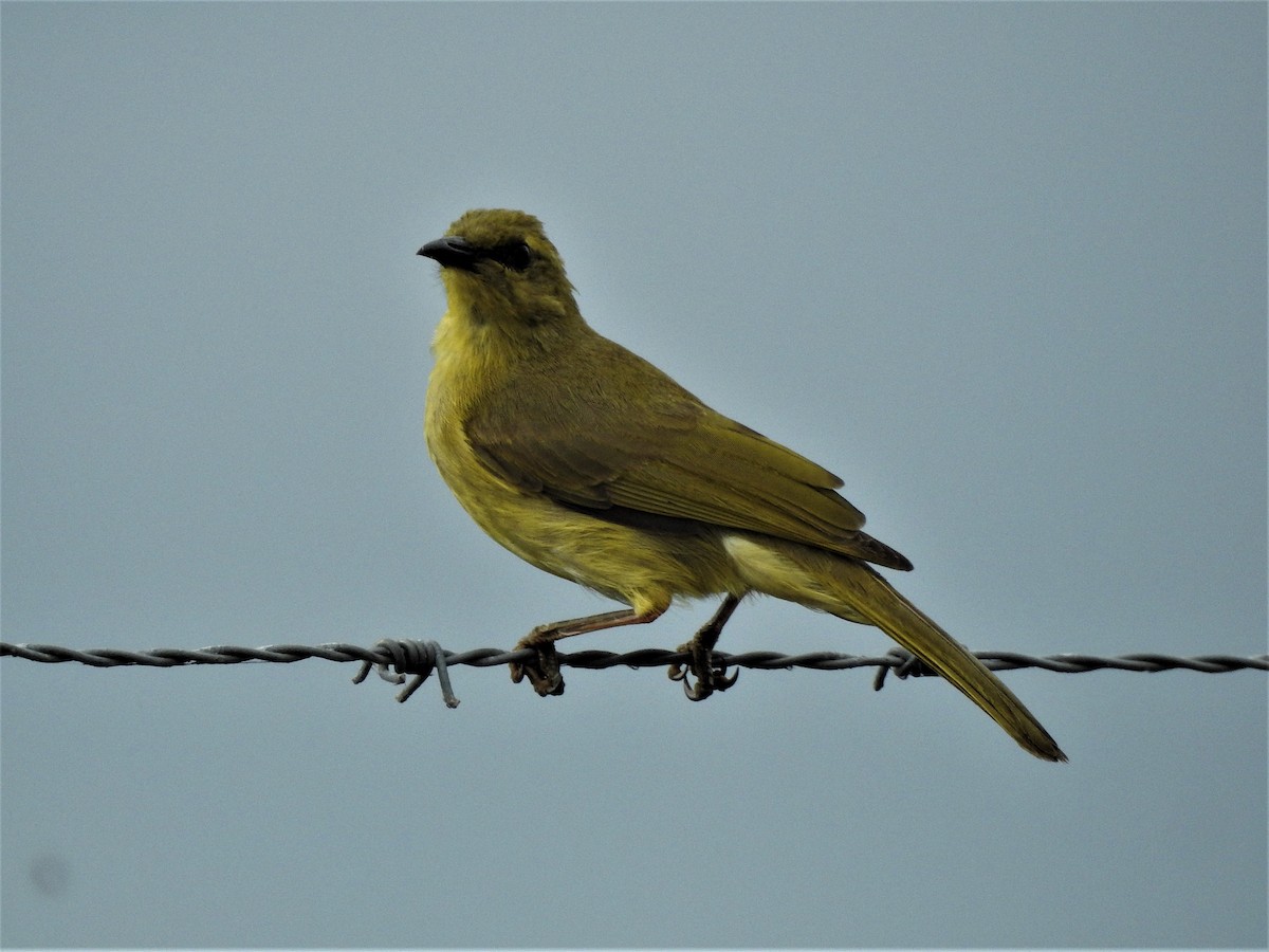 Yellow Honeyeater - ML362780281