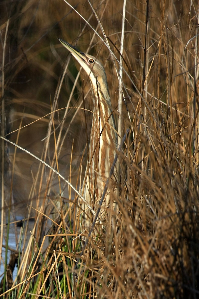 American Bittern - ML36278031