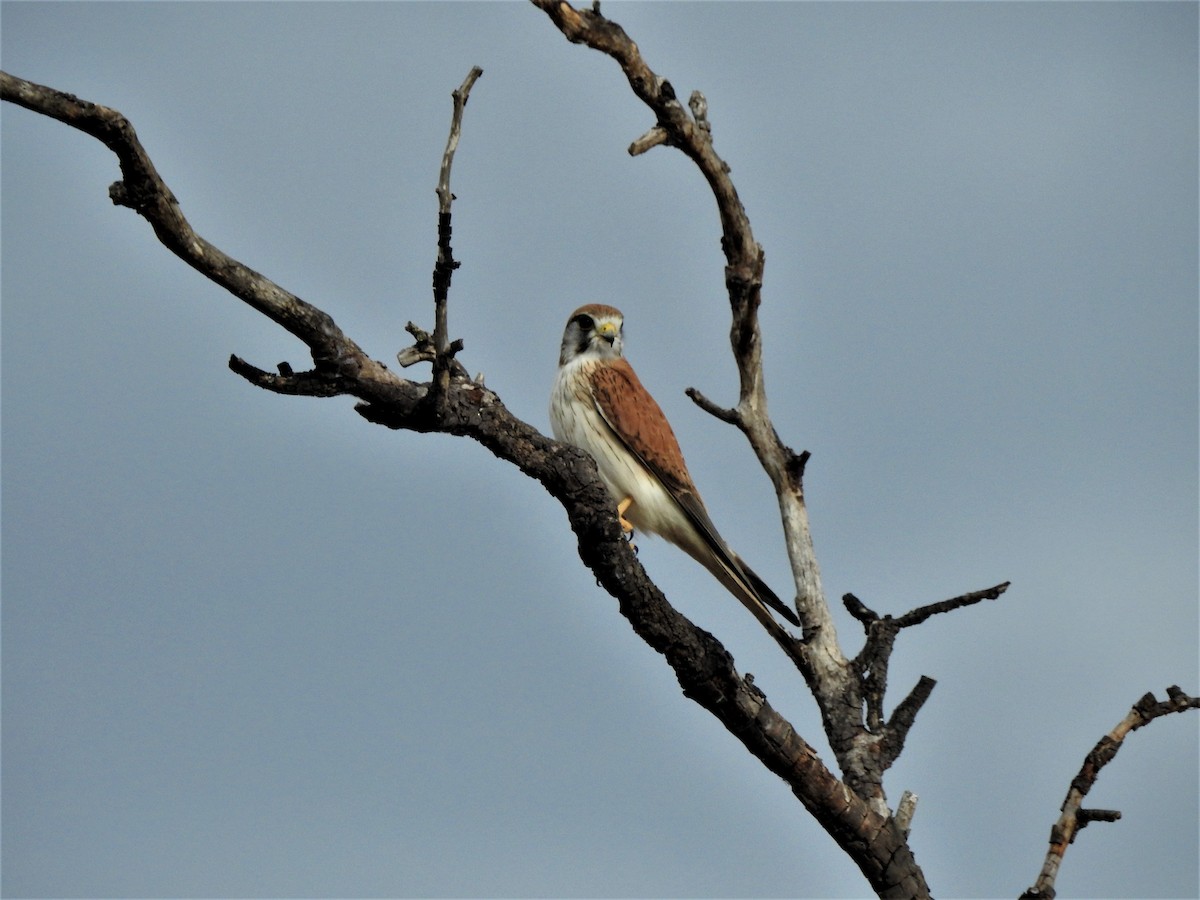 Nankeen Kestrel - ML362780621