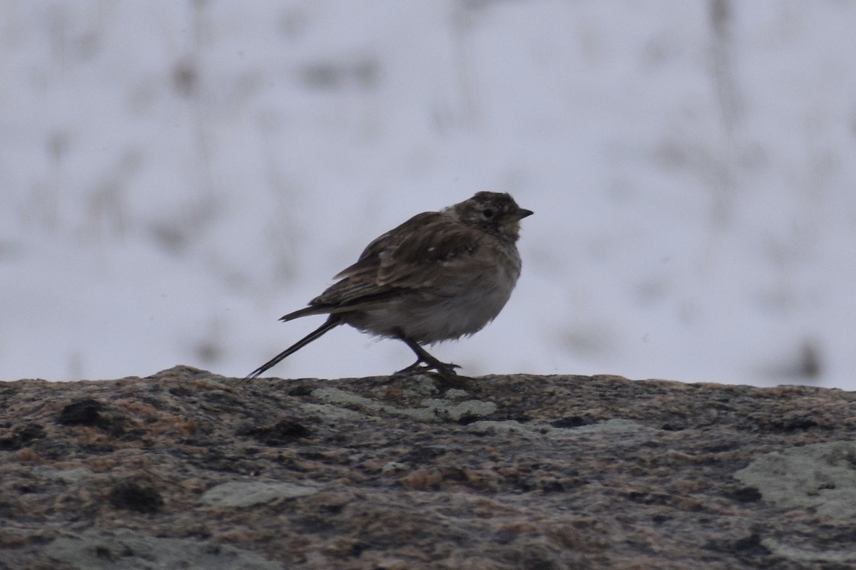 American Pipit - ML362781351