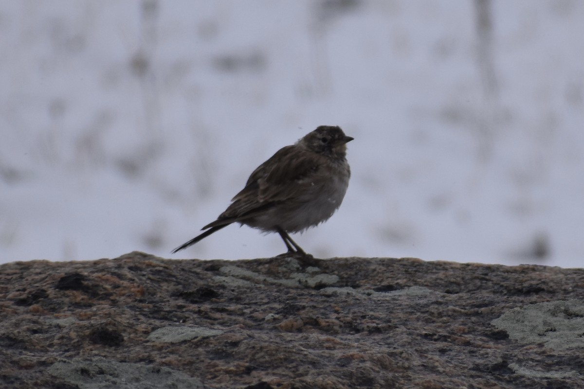 American Pipit - Nathan O'Reilly