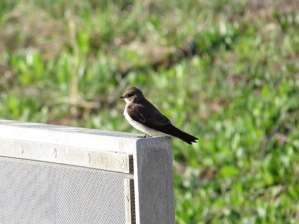 Golondrina Aserrada - ML36278381