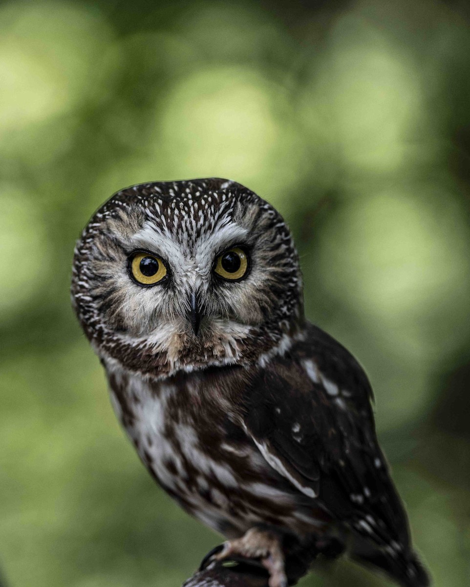 Northern Saw-whet Owl - Anthony Tuck