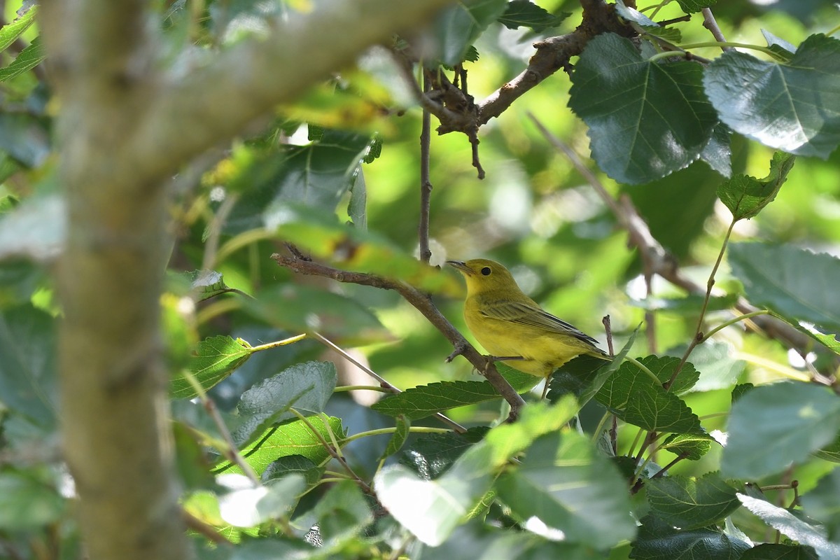 Yellow Warbler (Northern) - ML362786051