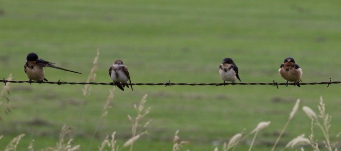 Bank Swallow - ML362787091