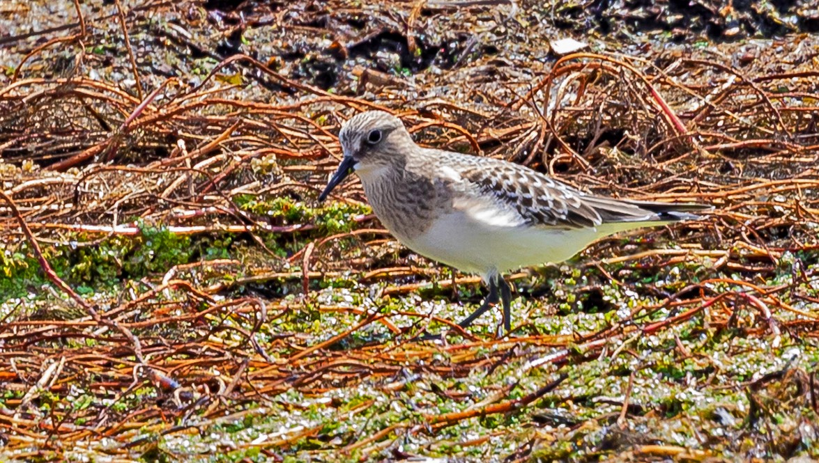 Baird's Sandpiper - ML362787651