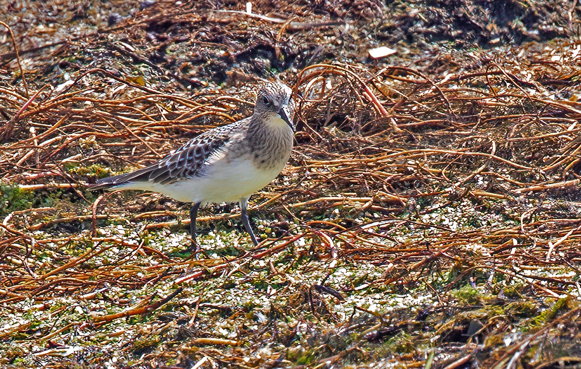 Baird's Sandpiper - ML362787851