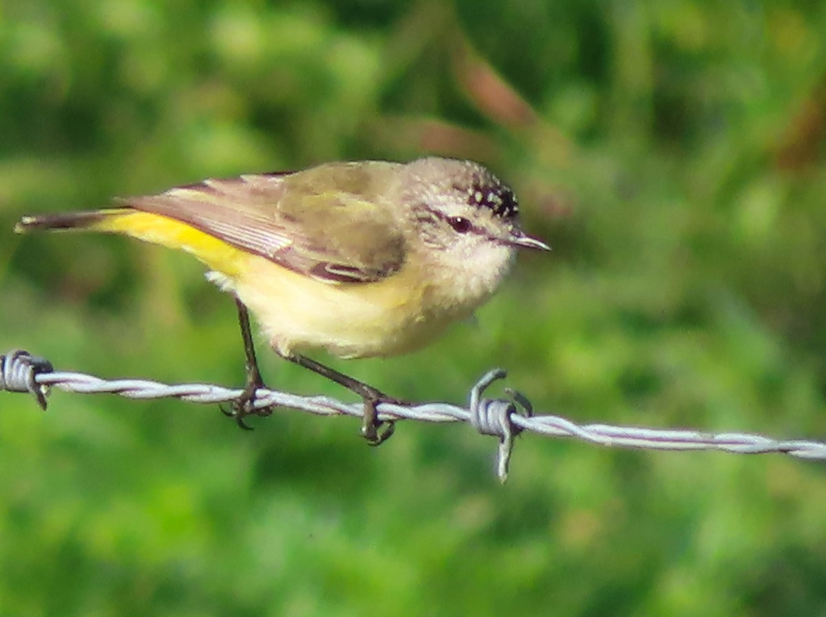 Yellow-rumped Thornbill - ML362788011