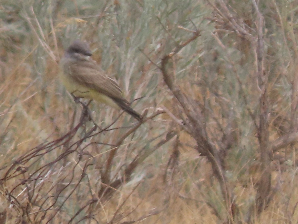 Cassin's Kingbird - ML362788471