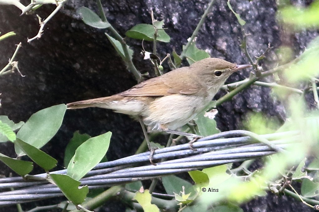 Sykes's Warbler - ML362789621