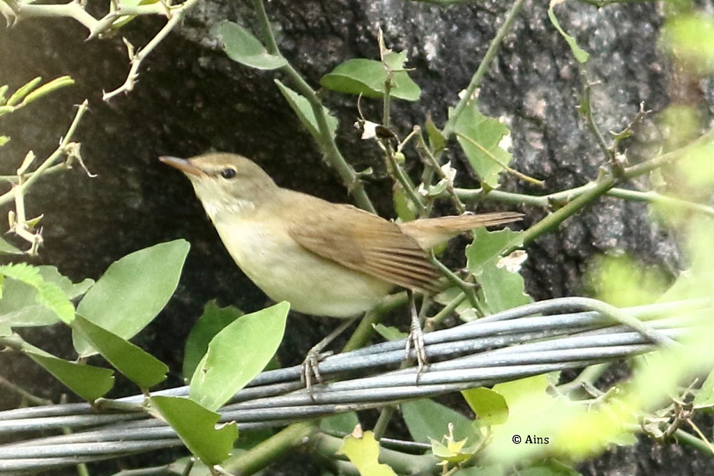 Sykes's Warbler - ML362789631