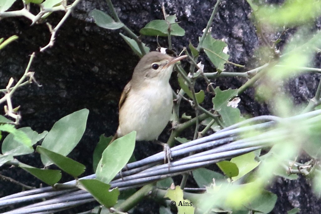 Sykes's Warbler - ML362789641