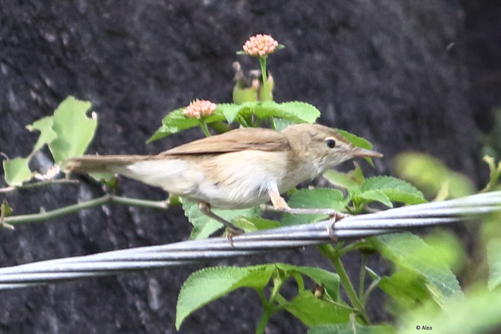 Sykes's Warbler - ML362789651