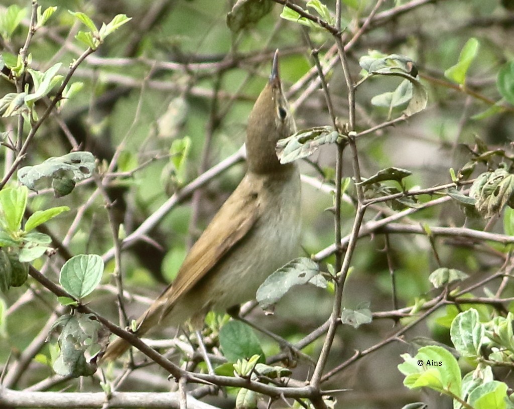 Sykes's Warbler - ML362789671