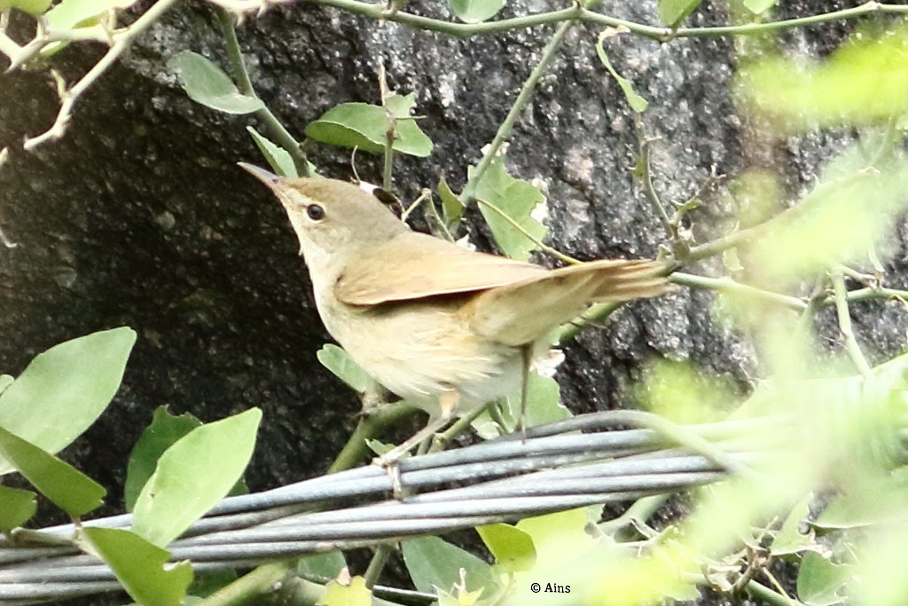 Sykes's Warbler - ML362789681