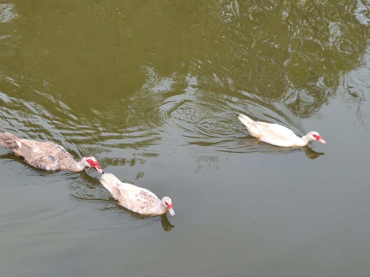 Muscovy Duck (Domestic type) - ML362791531