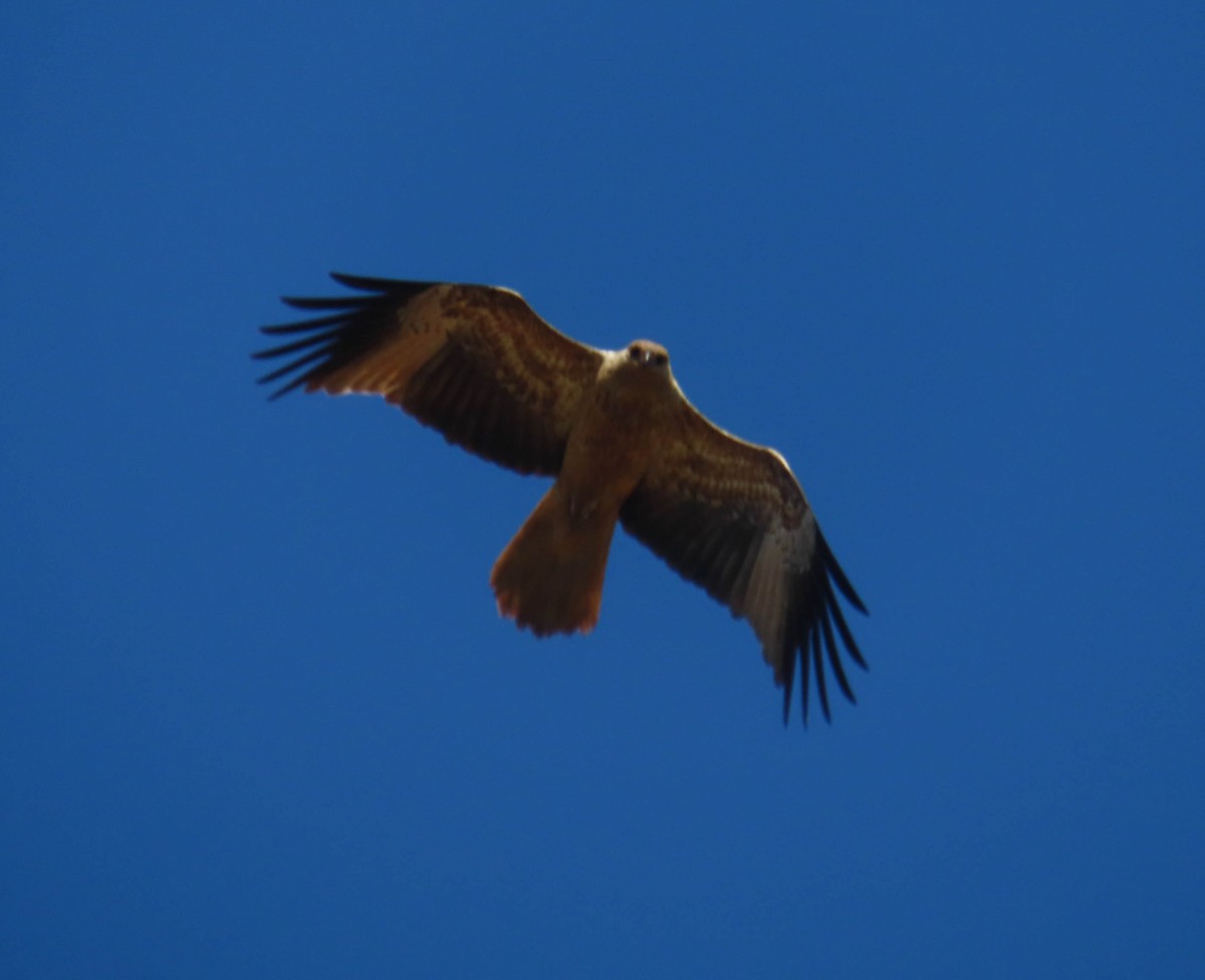 Whistling Kite - ML362791851