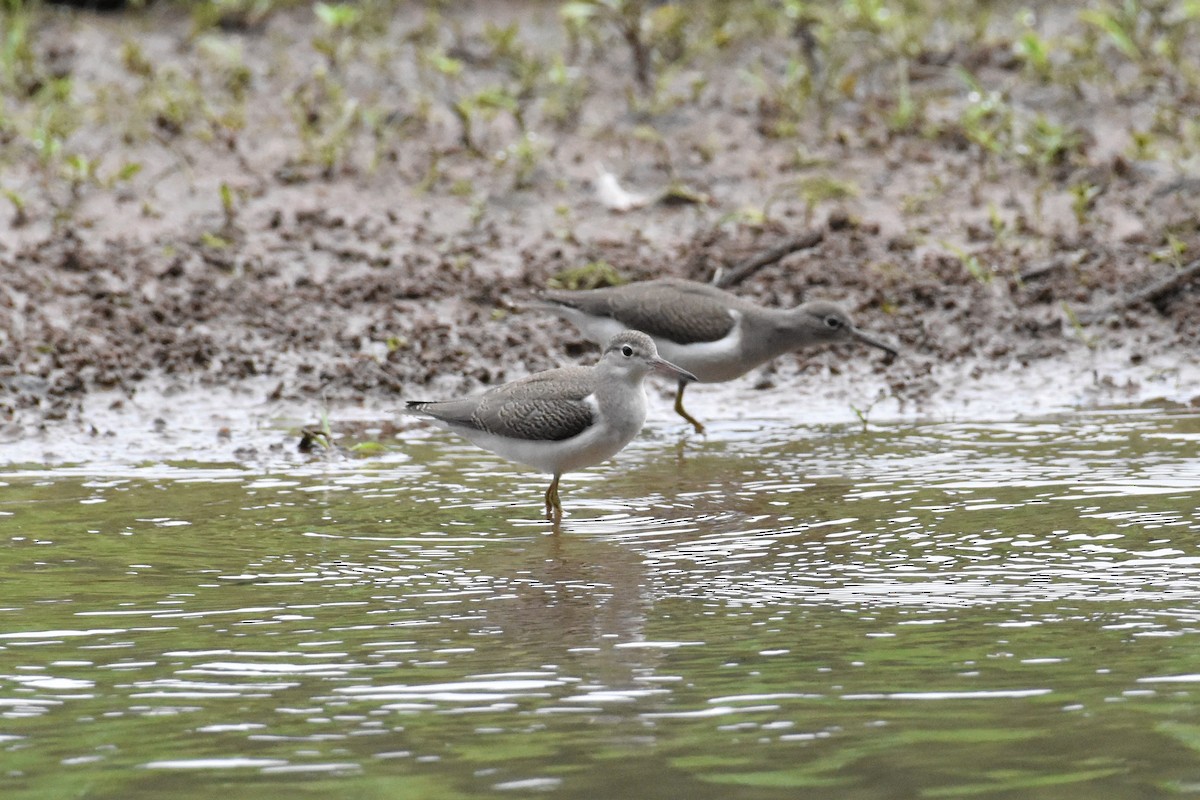 Spotted Sandpiper - ML362792611