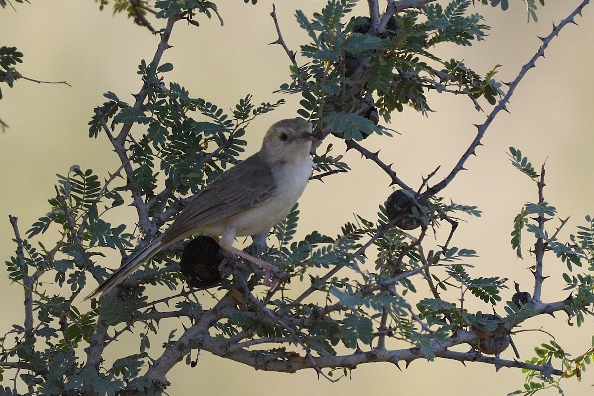 Rufous-fronted Prinia - ML36279431