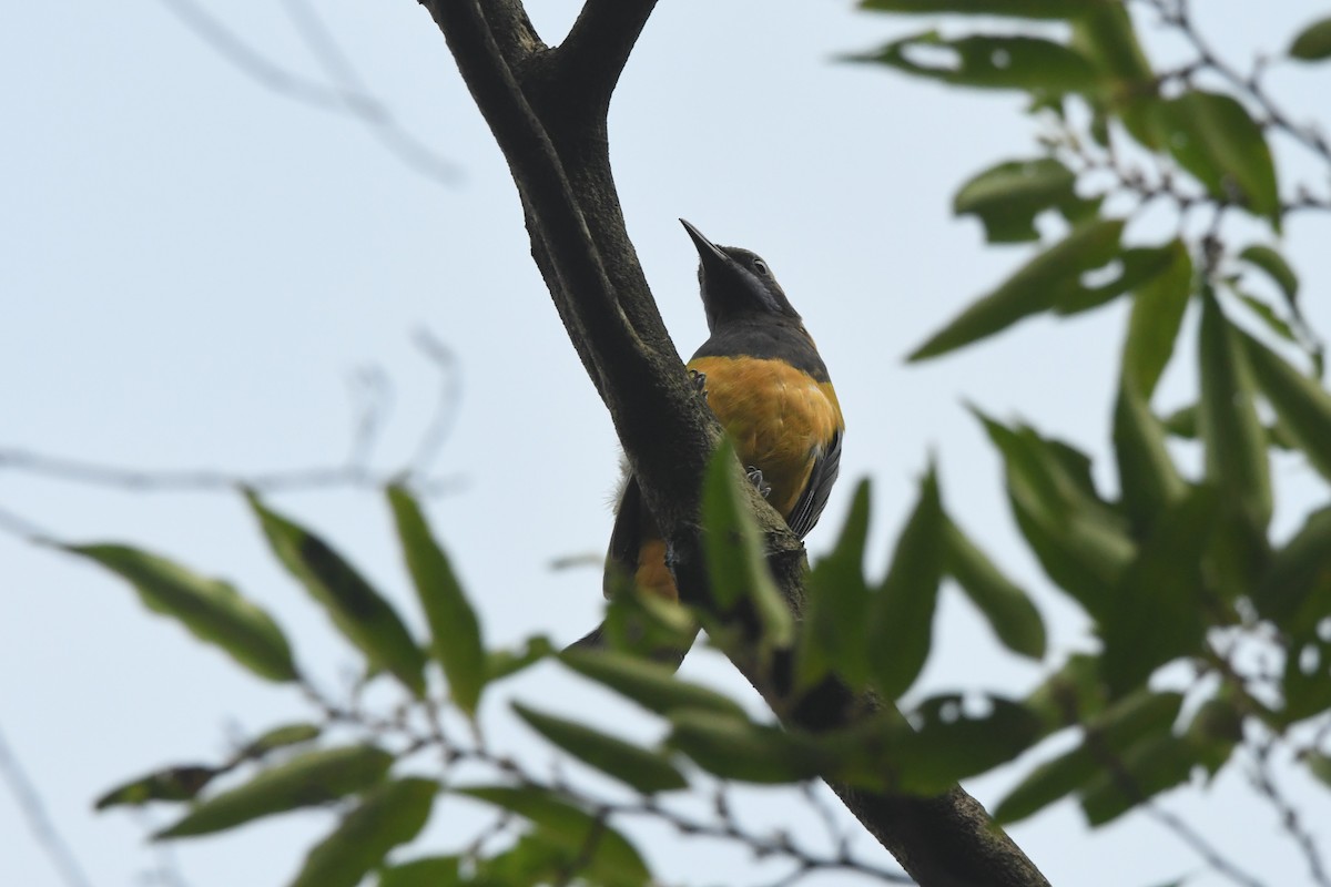 Orange-bellied Leafbird - ML362795981